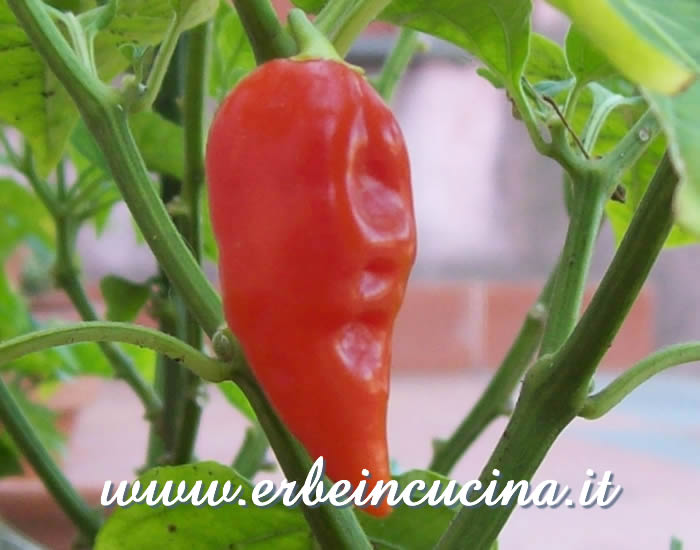 Peperoncino Chupetinha maturo / Ripe Chupetinha chili pepper pod