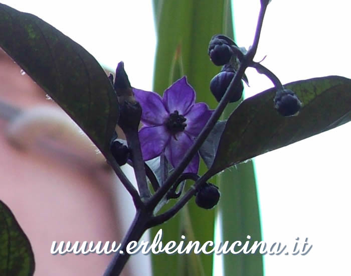 Fiore di peperoncino Ecuadorian Purple / Ecuadorian Purple chili pepper flower
