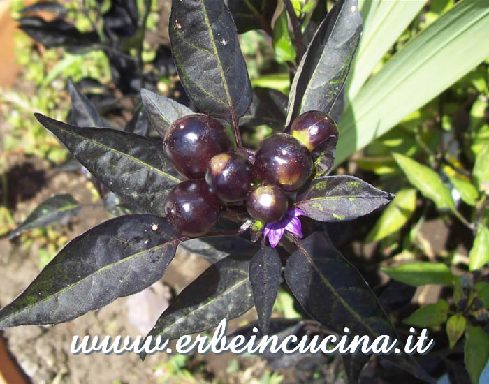 Peperoncini Ecuadorian Purple non ancora maturi / Unripe Ecuadorian Purple chili pods