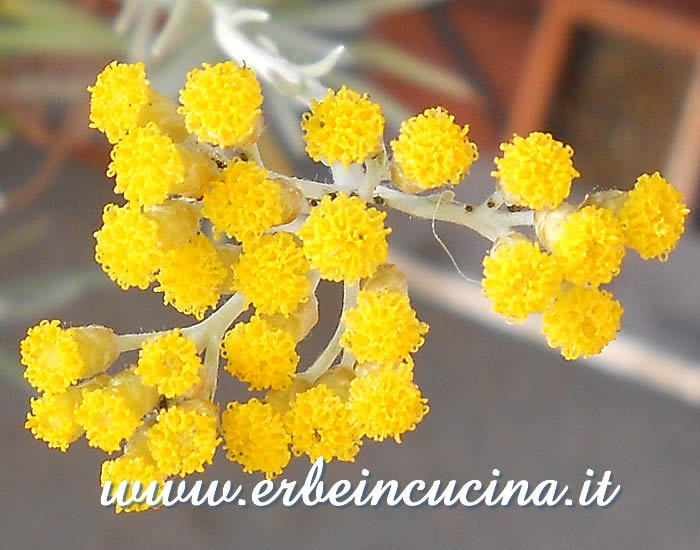 Fiori di elicriso / Curry plant flowers