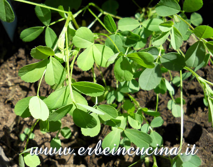 Giovani piante di erba medica / Alfalfa young plants