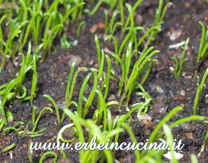 Piantine neonate di erba stella / Buck's-horn plantain newborn plants