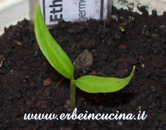 Peperoncino Ethiopian Brown Berbere appena nato / Newborn Ethiopian Brown Berbere chili plant