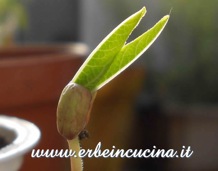 Pianta di fagiolo mungo appena nata / Newborn Mung Bean plant