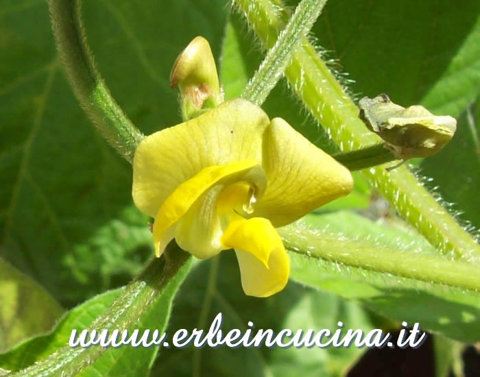 Fiore di fagiolo mungo / Mung Bean flower