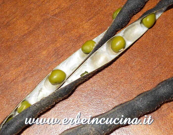 Baccelli di fagiolo mungo (soya verde) / Mung Bean pods
