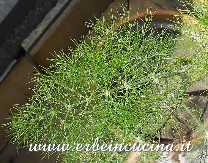 Pianta di finocchietto selvatico / Wild fennel plant