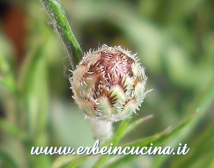 Bocciolo di fiordaliso / Cornflower bud