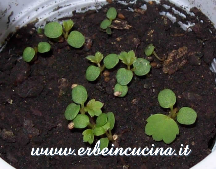 Piantine neonate di fragola / Newborn strawberry plants