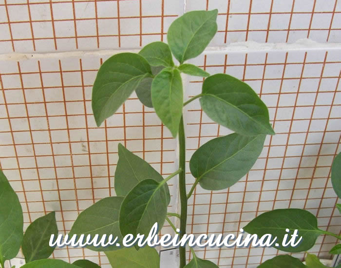 Giovane pianta di Goat's Weed / Goat's Weed chili pepper, young plant