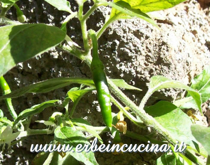Peperoncino Goat's Weed non ancora maturo / Unripe Goat's Weed chili pepper pod