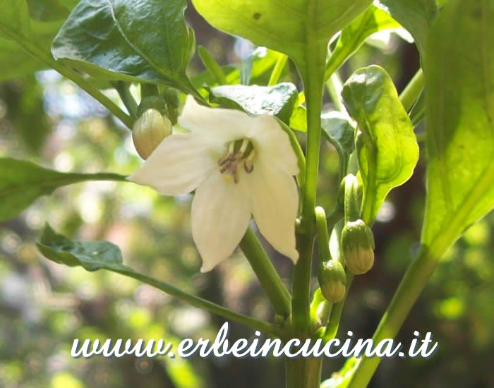 Fiore di peperoncino Guendilla Canarie / Guendilla Canarie chili pepper flower