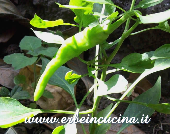 Peperoncino Guendilla Canarie non ancora maturo / Unripe Guendilla Canarie chili pepper pod