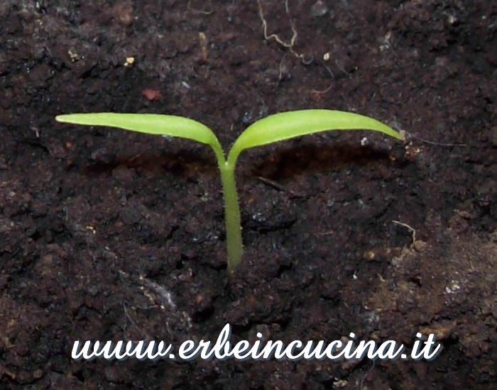 Peperoncino Habanero Black Congo appena nato / Newborn Habanero Black Congo chili plant