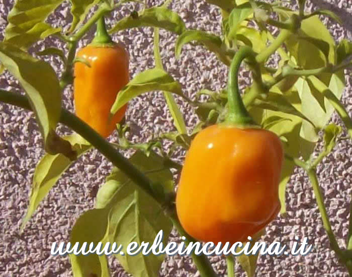 Peperoncini Habanero Orange maturi / Ripe Habanero Orange chili pepper pods