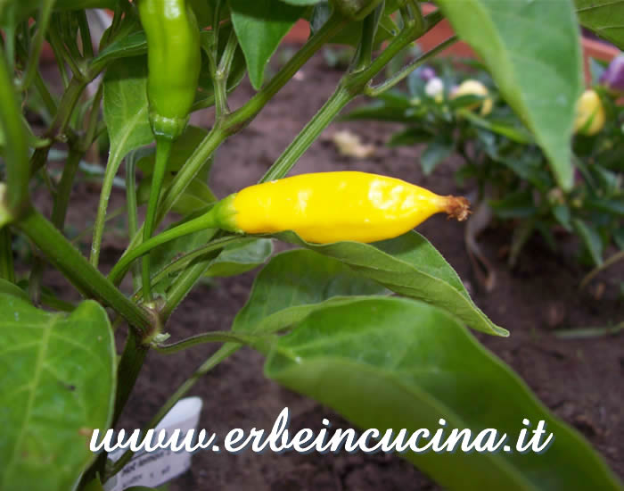 Peperoncino Hot Lemon maturo / Ripe Hot Lemon chili pepper pod
