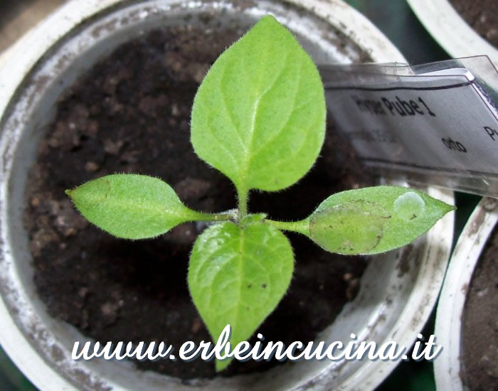Peperoncino Hyper Pube appena nato / Newborn Hyper Pube chili pepper plant