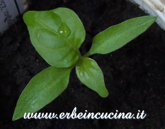 Giovane pianta di peperoncino Jamaican Red Hot / Jamaican Red Hot chili pepper, young plant