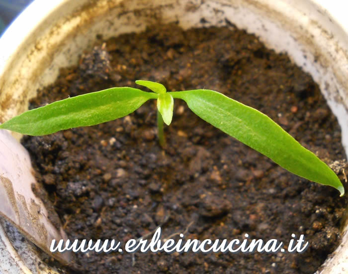 Peperoncino Jimmy Nardello, prime foglie vere / Jimmy Nardello Chili, first true leaves