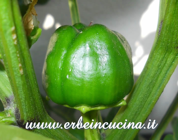 Peperone King of the North non ancora maturo / Unripe King of the North bell pepper
