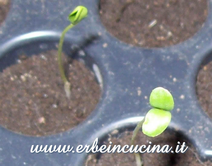Piantine neonate di lino / Flax Newborn Plants