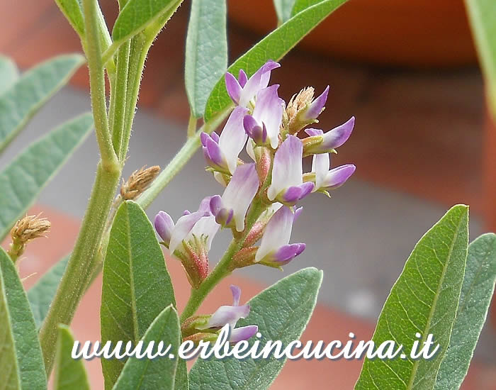 Fiore di liquirizia / Licorice flower
