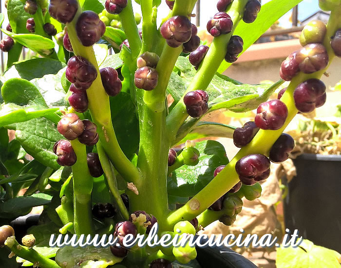 Infiorescenze di spinaci indiani (malabar) / Malabar flowers