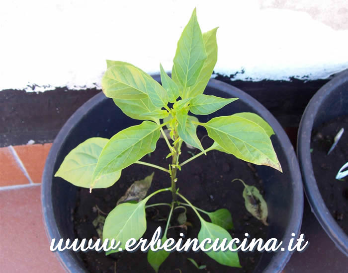 Pianta rinvasata / Repotted plant