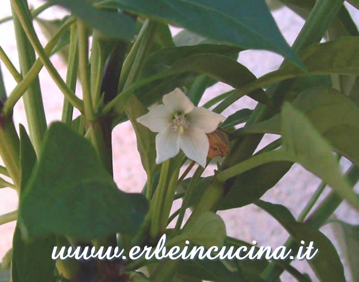 Fiore di Mazzetto / Mazzetto Flower
