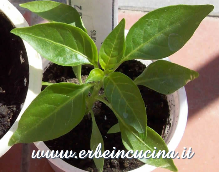 Giovane pianta di Medusa / Medusa chili, young plant