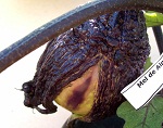Eggplant de Almagro