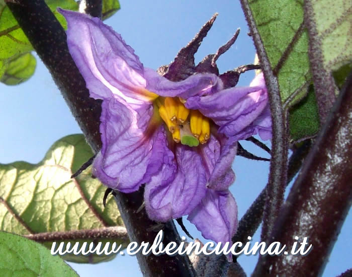 Fiore di melanzana de Almagro / Aubergine de Almagro Flower