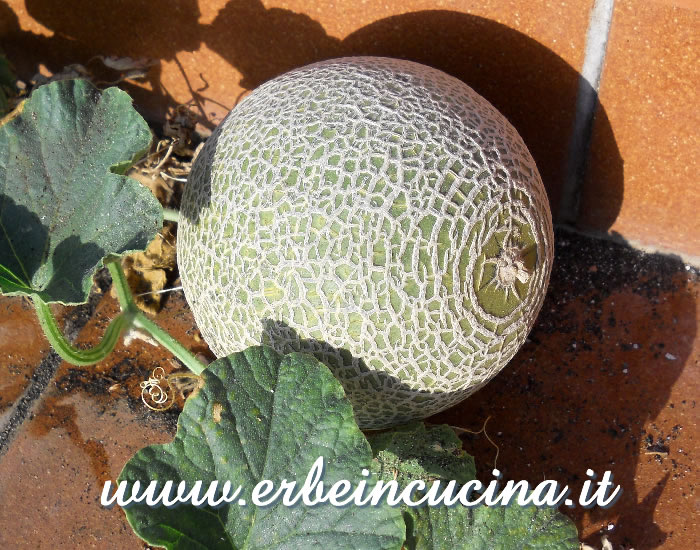 Melone cantalupo in maturazione / Unripe Cantaloupe melon