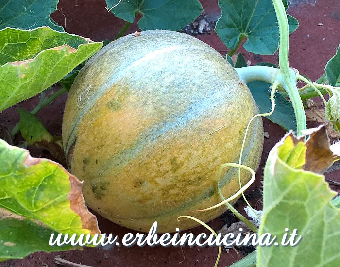 Melone cantalupo / Cantaloupe melon