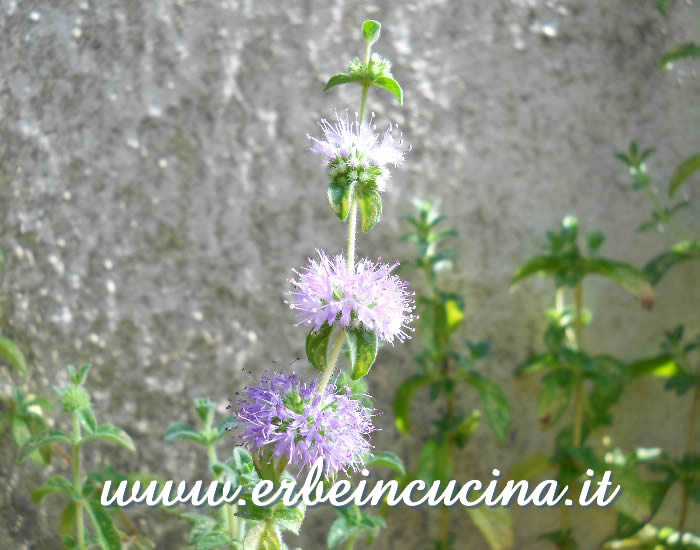 Fiore di mentuccia / Pennyroyal flower