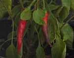 Mexican Red Cayenne