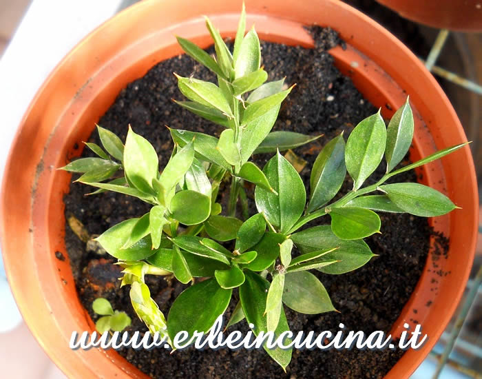 Piantina di mirto / Mirtle small plant