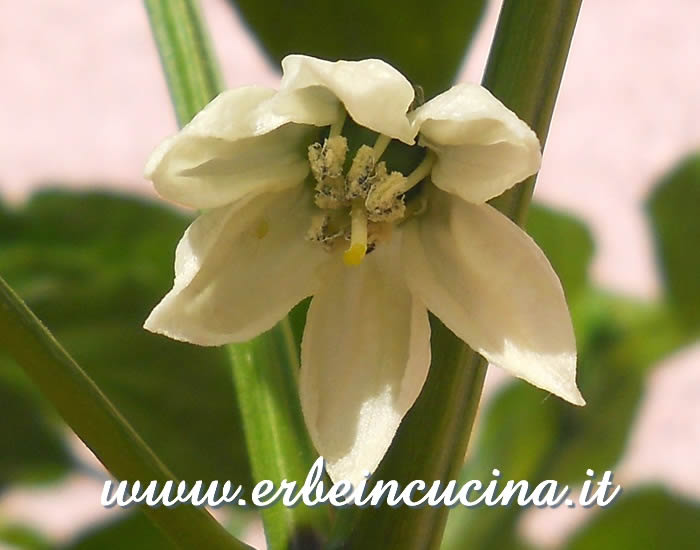 Fiore di peperoncino Mulato Isleno  / Mulato Isleno Chili Pepper Flower