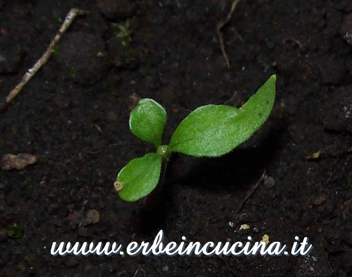 Peperoncino Murupi Amarela, pianta tricotiledone / Murupi Amarela Chili Plant born with three cotyledons