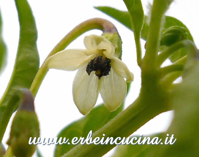 Fiore di peperoncino Murupi Amarela / Murupi Amarela Chili Plant Flower