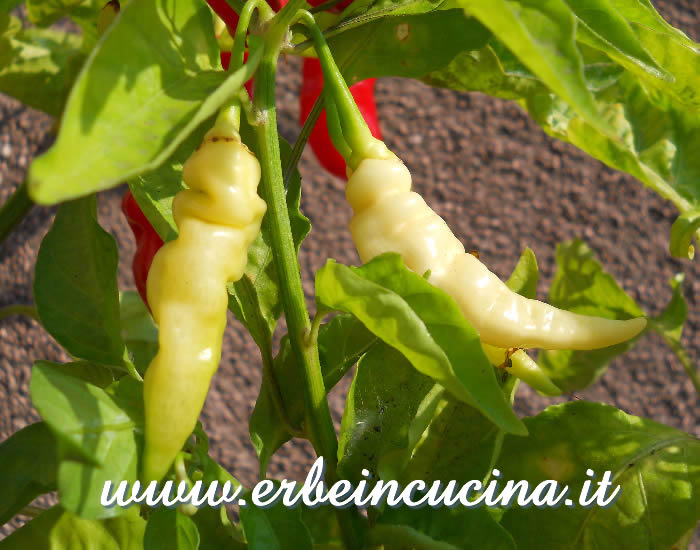 Peperoncini Murupi Amarela maturi / Ripe Murupi Amarela chili pepper pods