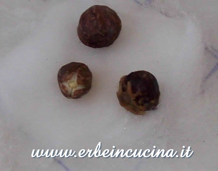 Seme con radichetta / Germinated seed