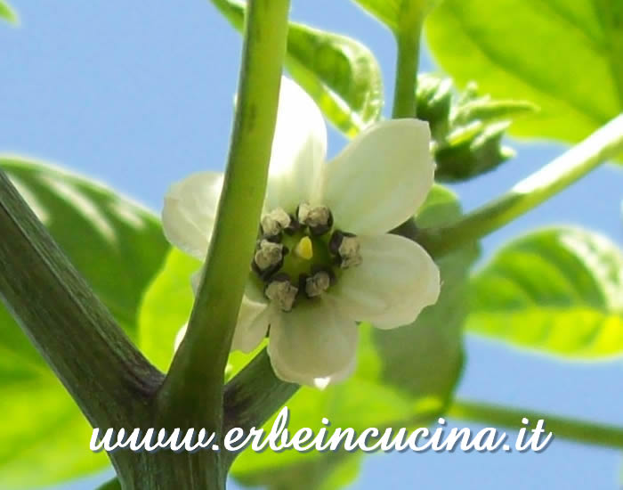 Fiore di peperoncino Numex Big Jim / Numex Big Jim chili pepper Flower