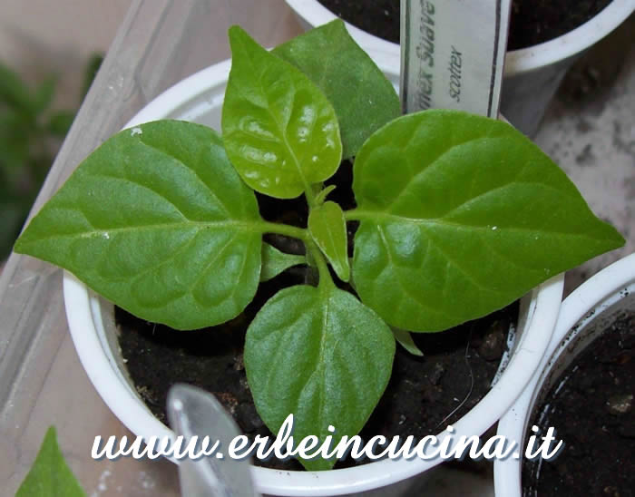 Giovane pianta di Numex Suave Orange / Numex Suave Orange, young plant