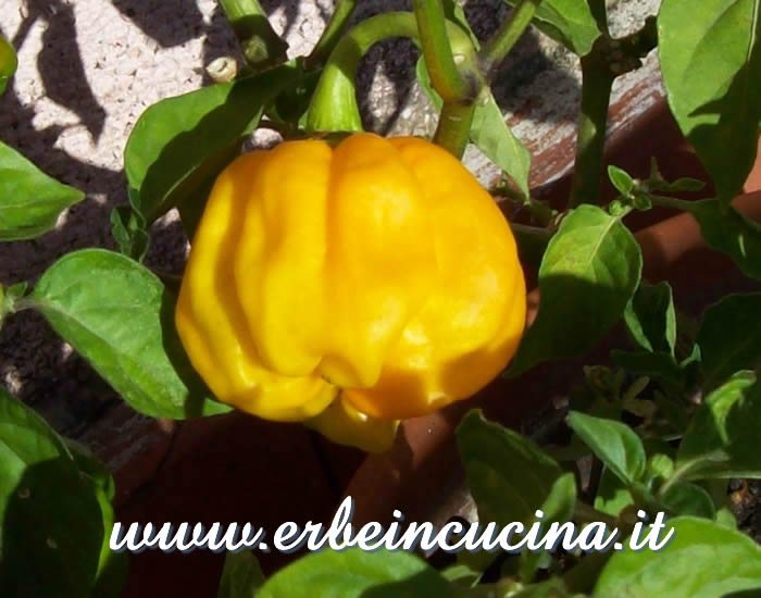 Peperoncino Numex Suave Orange maturo / Ripe Numex Suave Orange chili pepper pod