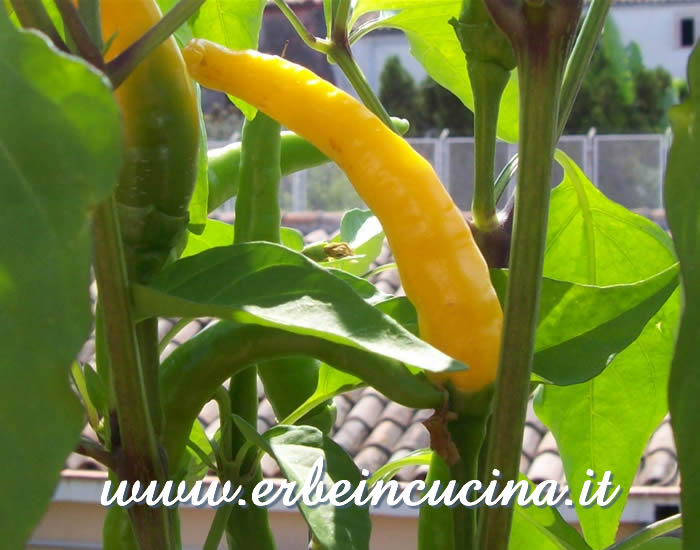 Peperoncino Numex Sunglo maturo / Ripe Numex Sunglo chili pepper pod