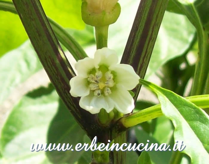 Fiore di Paprika Bianca / White Paprika flower