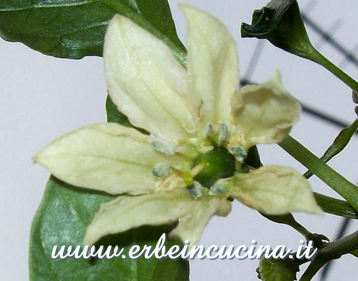 Fiore di Pasilla Bajio / Pasilla Bajio Flower