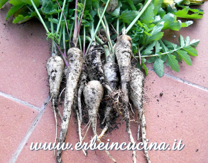 Raccolto di pastinache, cultivar Guernsey / Guernsey Parsnips harvest