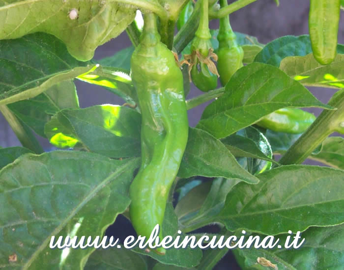 Peperoncino Peruvian Collnew non ancora maturo / Unripe Peruvian Collnew chili pepper pod